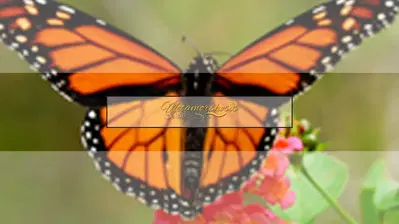 Metamorphosis Salon & Spa