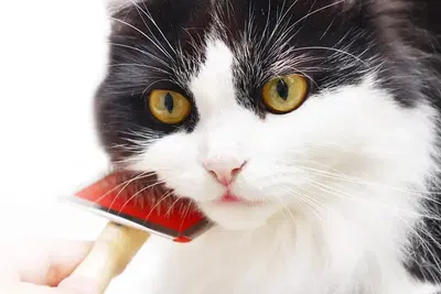 Business Photo
