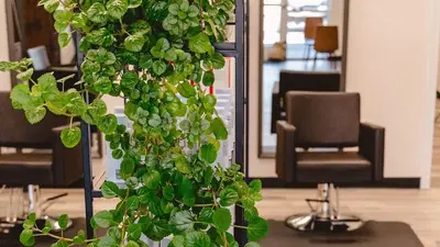 Salon Uplift